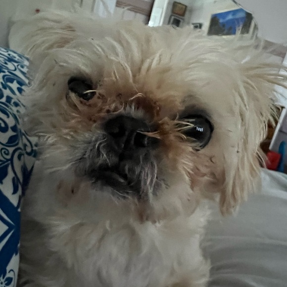 Meet your Posher, Tammy - Picture 1 of 5